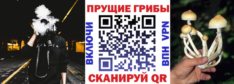 ОМГ ОМГ как войти  купить   Череповец  Псилоцибиновые грибы мицелий 